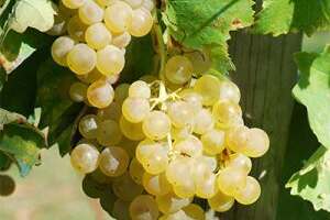 酿造干邑的3种葡萄：白玉霓、白福儿和鸽笼白