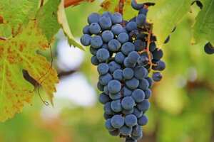 五种常见的红葡萄酒品种，赤霞珠/梅洛/西拉/黑皮诺/品丽珠