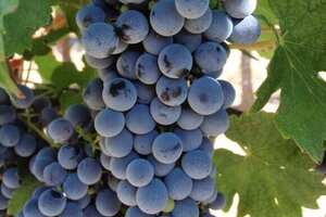 丹娜葡萄品种的特点，是单宁含量第一的酿酒葡萄通常用来混酿