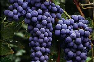 cabernetsauvignon全球种植范围最广，赤霞珠红酒最具陈年价值