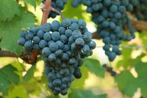 品丽珠是什么葡萄品种，起源于法国波尔多的早熟红葡萄品种