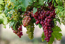 什么种类的葡萄可以酿造葡萄酒？