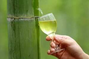 竹筒酒是怎么装进去的，竹子/酒母/时间都有严苛要求产量很低