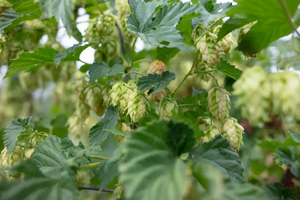 啤酒花是什么神奇植物，如今酿造啤酒必不可少