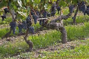 美国种植面积最多的十个葡萄品种