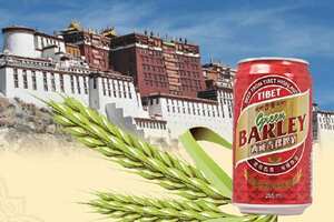 具有保健功能的西藏青稞啤酒，喝的出来的优质水源和青稞麦芽香