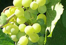 意大利顶级的白葡萄品种有哪些？