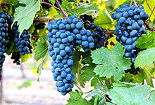 著名的红葡萄品种有哪些？（世界著名的红葡萄品种有哪些）