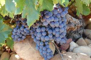 歌海娜葡萄品种的特点，晚熟的高糖红葡萄品种(变异出3个品种)