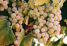 霞多丽干白葡萄酒750ml价格2009