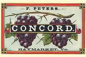 康科德_Concord-葡萄品种