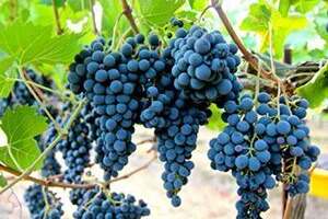 意大利7大红葡萄品种（意大利的葡萄品种）