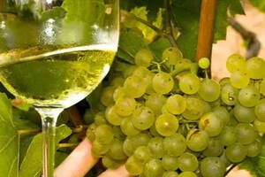「法庄」勃艮第葡萄酒产业的特点可以归类为：一，两，三，四，五