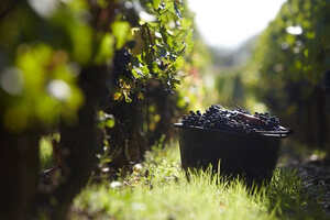 葡萄酒酿造史可追溯至诺亚方舟时期