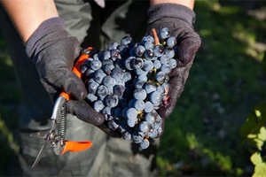葡萄酒中的砷含量是否足以危害人体健康