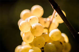 家庭利用自然发酵制作葡萄酒时
