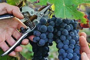 为什么葡萄适合酿酒其他水果不行呢-为什么葡萄适合酿酒其他水果不行