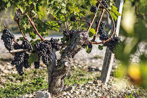 酿制葡萄酒的典型葡萄品种-酿制葡萄酒的典型葡萄品种有哪些