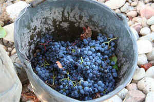 自制葡萄酒注意事项和危害,自己酿制葡萄酒需要注意的事项