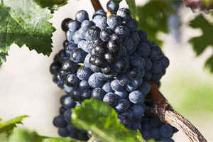 适量喝红葡萄酒对预防乳腺的帮助_乳腺疾病能喝葡萄酒吗