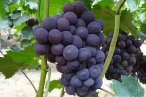 82年拉菲是什么葡萄品种（82年拉菲是哪个庄园产的）