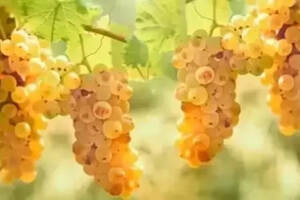 白葡萄酒之王——雷司令葡萄品种有什么特征