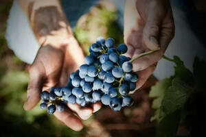葡萄牙的葡萄酒产区你知道几个？