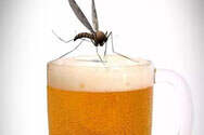 喝啤酒的人更容易吸引蚊子吗?
