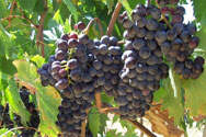 酿制葡萄酒时葡萄本身的重要性