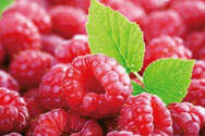 树莓酒的营养价值（红树莓和黑树莓的营养价值）