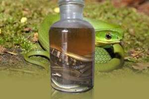 用蛇泡制的酒究竟会不会有毒呢？