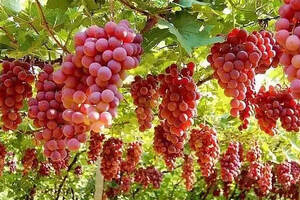 为什么平常吃的葡萄不适合酿酒