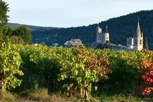 法国仅次于波尔多的酿酒区：罗纳河谷葡萄酒知识入门~