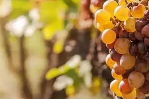 冰葡萄、烂葡萄也可以酿出葡萄酒？它门酿出的酒都是什么味？
