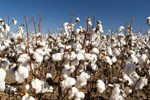 我支持新疆棉花，它是我们中国人的骄傲，HM离我们中国远一点