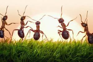 黑蚂蚁蜂蜜怎么泡酒有什么功效