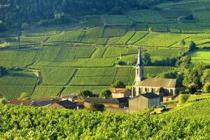 酒知识｜世界上最贵的葡萄酒产区-Burgundy勃艮第