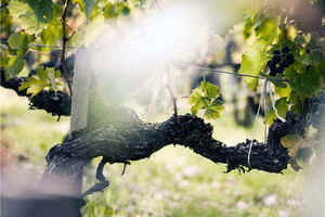 葡萄酒具有维持和调节人体生理机能健康养生功效