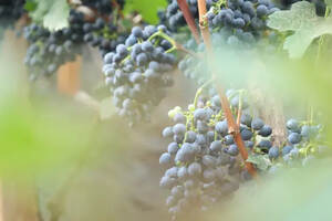 气候对葡萄酒的影响有多大？