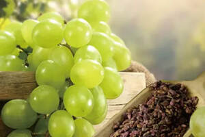 自酿葡萄酒时对葡萄籽的不正确处理，会让葡萄酒变得很难喝