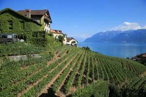 瑞士葡萄酒文化是怎样的？