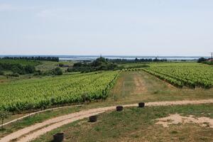 2分钟读懂法国波尔多左岸葡萄酒产区
