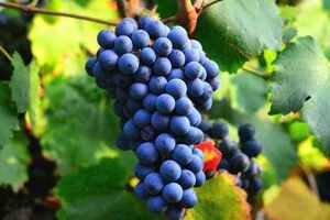 黑皮诺葡萄品种的特点（黑皮诺葡萄酒的特点）