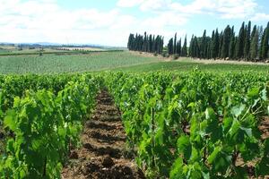 法国西南部的葡萄酒：令人兴奋和卓越的价值