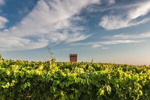 意大利葡萄酒和葡萄酒产区（意大利葡萄酒和葡萄酒产区历史文化）