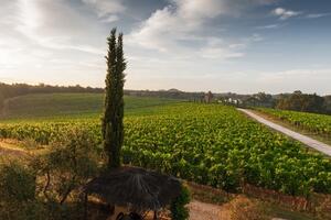 意大利最佳葡萄酒产区指南（意大利最好的葡萄酒产区）