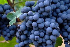 [家庭自酿]采用赤霞珠葡萄酿酒的一些特点