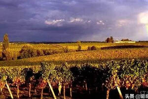 法国波尔多圣朱里安(STJULIEN)产区的葡萄酒简介