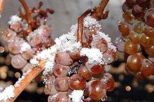 东北产区酿造冰酒用的主要葡萄品种是什么