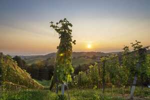 绿色空间奥地利葡萄酒